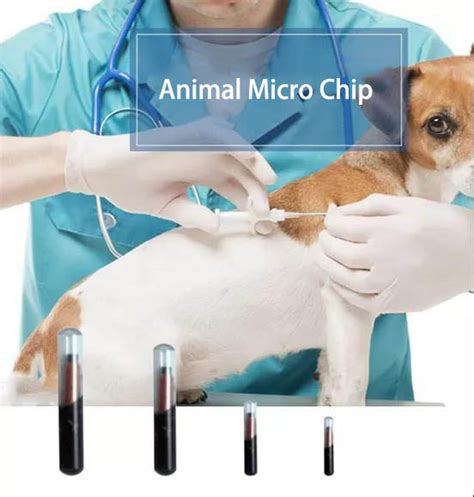 3m rfid chips for pets|petlink dog microchips.